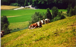 Regensberg, Switzerland. July 1998